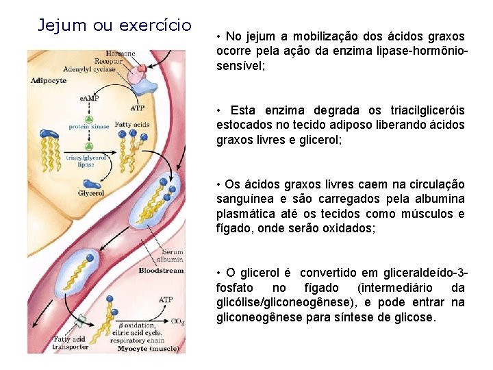 Jejum ou exercício • No jejum a mobilização dos ácidos graxos ocorre pela ação