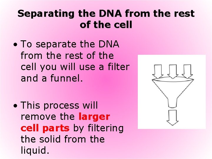 Separating the DNA from the rest of the cell • To separate the DNA