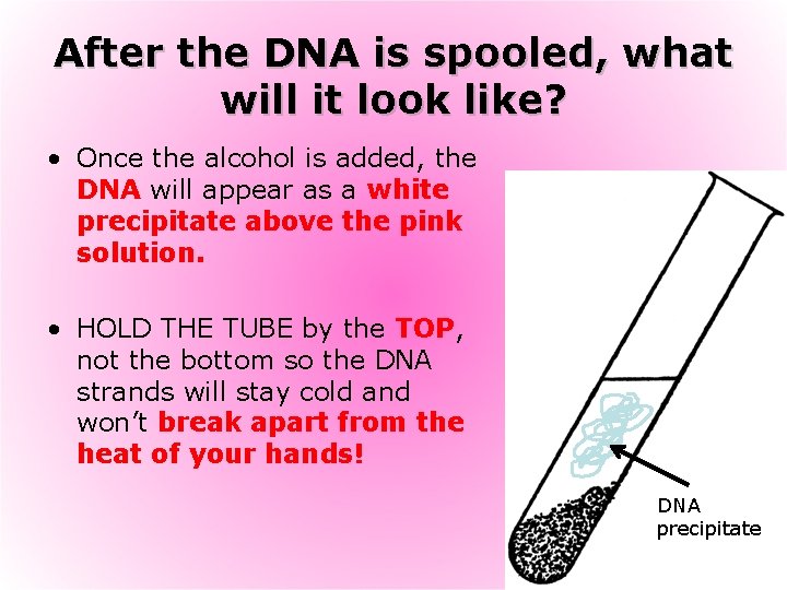 After the DNA is spooled, what will it look like? • Once the alcohol