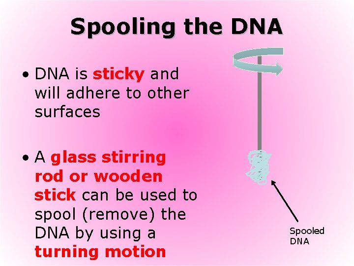 Spooling the DNA • DNA is sticky and will adhere to other surfaces •