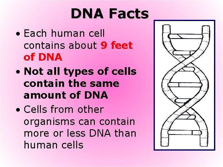 DNA Facts • Each human cell contains about 9 feet of DNA • Not