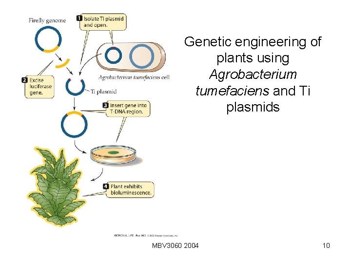 Genetic engineering of plants using Agrobacterium tumefaciens and Ti plasmids MBV 3060 2004 10