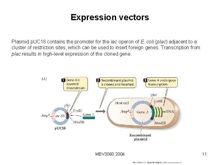 Expression vectors Plasmid p. UC 18 contains the promoter for the lac operon of