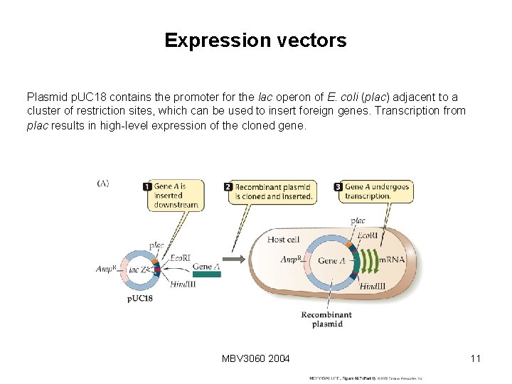 Expression vectors Plasmid p. UC 18 contains the promoter for the lac operon of Expression vectors Plasmid p. UC 18 contains the promoter for the lac operon of