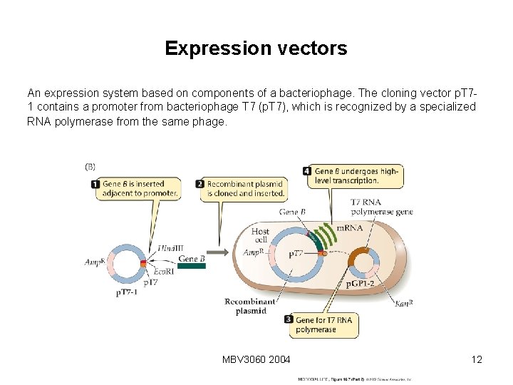 Expression vectors An expression system based on components of a bacteriophage. The cloning vector