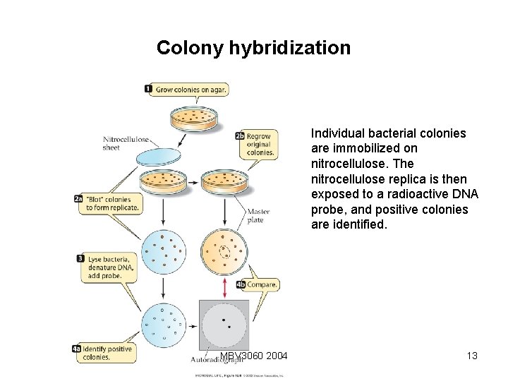 Colony hybridization Individual bacterial colonies are immobilized on nitrocellulose. The nitrocellulose replica is then