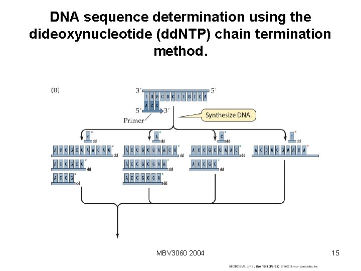 DNA sequence determination using the dideoxynucleotide (dd. NTP) chain termination method. MBV 3060 2004 DNA sequence determination using the dideoxynucleotide (dd. NTP) chain termination method. MBV 3060 2004