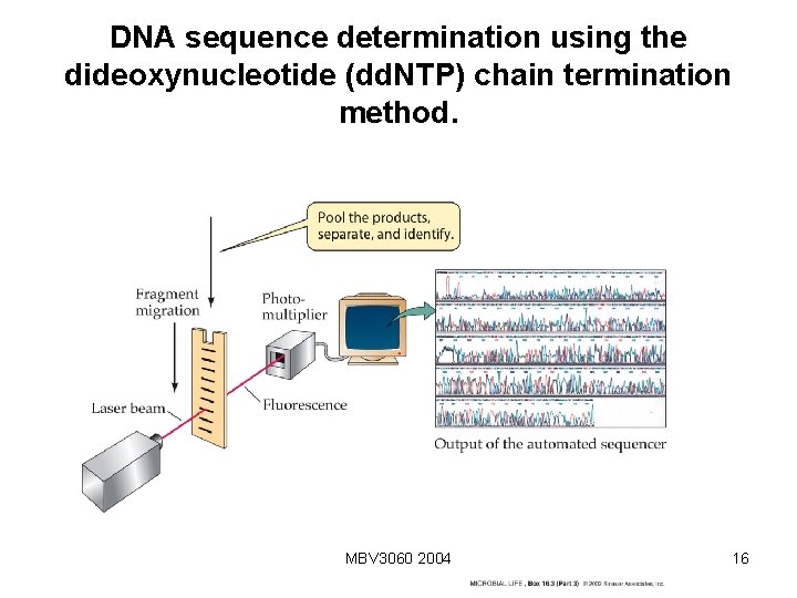 DNA sequence determination using the dideoxynucleotide (dd. NTP) chain termination method. MBV 3060 2004 DNA sequence determination using the dideoxynucleotide (dd. NTP) chain termination method. MBV 3060 2004