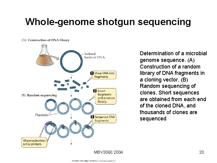 Whole-genome shotgun sequencing Determination of a microbial genome sequence. (A) Construction of a random