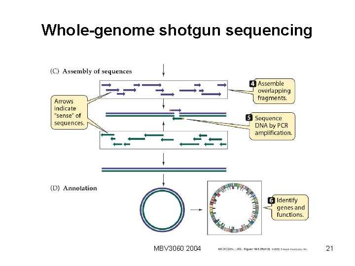 Whole-genome shotgun sequencing MBV 3060 2004 21 