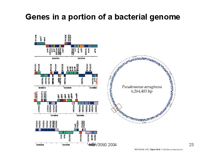 Genes in a portion of a bacterial genome MBV 3060 2004 23 