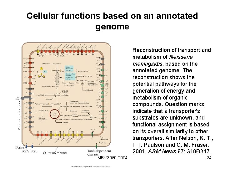 Cellular functions based on an annotated genome Reconstruction of transport and metabolism of Neisseria