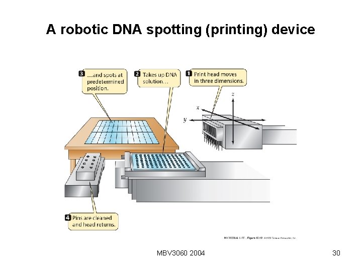A robotic DNA spotting (printing) device MBV 3060 2004 30 