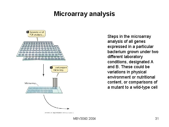 Microarray analysis Steps in the microarray analysis of all genes expressed in a particular