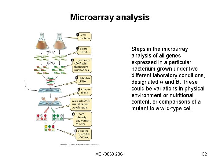 Microarray analysis Steps in the microarray analysis of all genes expressed in a particular Microarray analysis Steps in the microarray analysis of all genes expressed in a particular