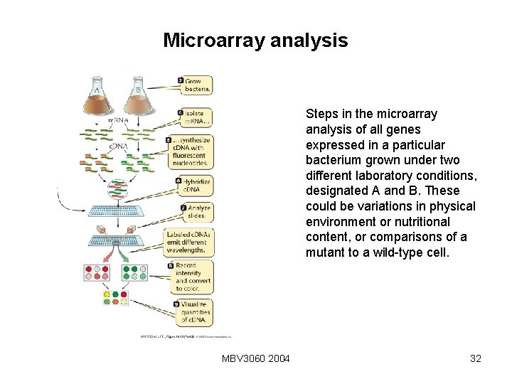 Microarray analysis Steps in the microarray analysis of all genes expressed in a particular