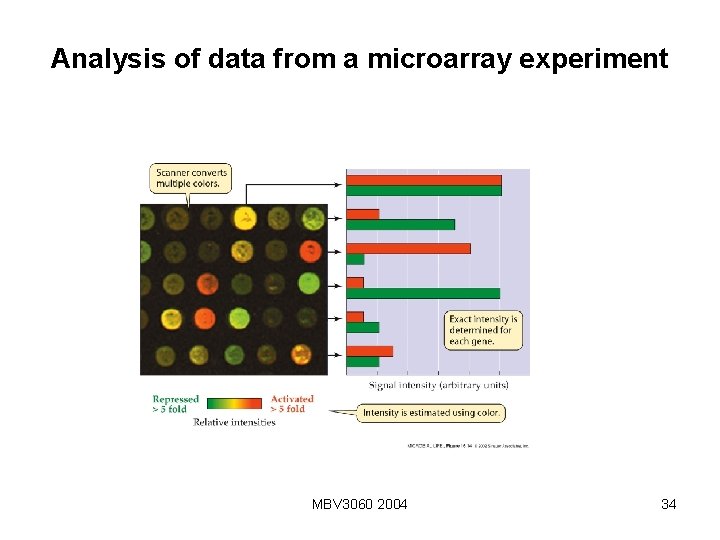 Analysis of data from a microarray experiment MBV 3060 2004 34 