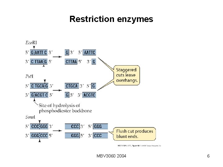 Restriction enzymes MBV 3060 2004 6 