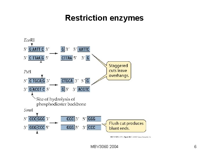 Restriction enzymes MBV 3060 2004 6 Restriction enzymes MBV 3060 2004 6