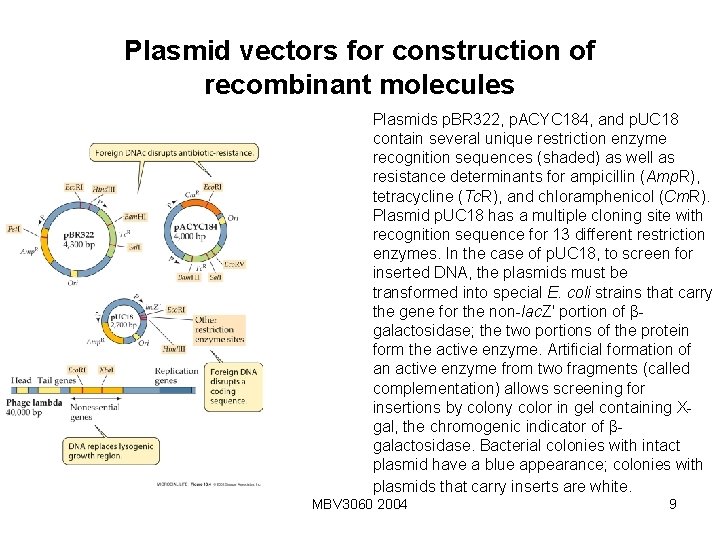 Plasmid vectors for construction of recombinant molecules Plasmids p. BR 322, p. ACYC 184,