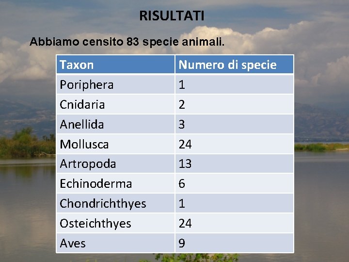 RISULTATI Abbiamo censito 83 specie animali. Taxon Poriphera Cnidaria Anellida Mollusca Artropoda Echinoderma Chondrichthyes