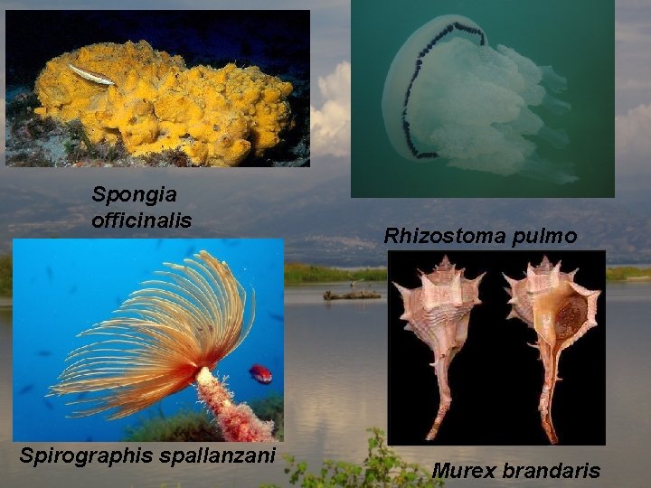 Spongia officinalis Spirographis spallanzani Rhizostoma pulmo Murex brandaris 