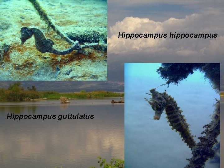 Hippocampus hippocampus Hippocampus guttulatus 