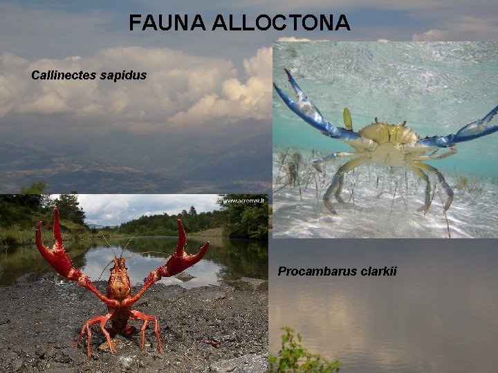 FAUNA ALLOCTONA Callinectes sapidus Procambarus clarkii 
