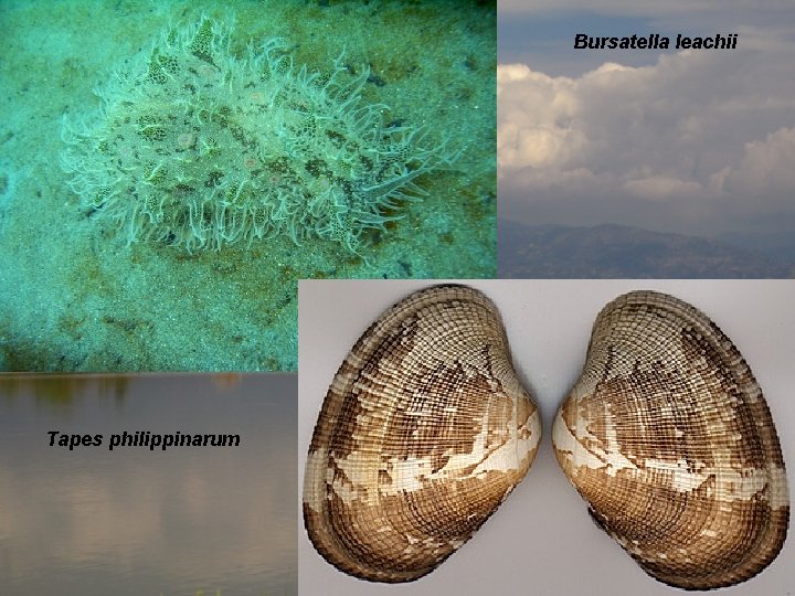 Bursatella leachii Tapes philippinarum 