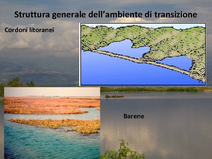 Struttura generale dell’ambiente di transizione Cordoni litoranei Barene 
