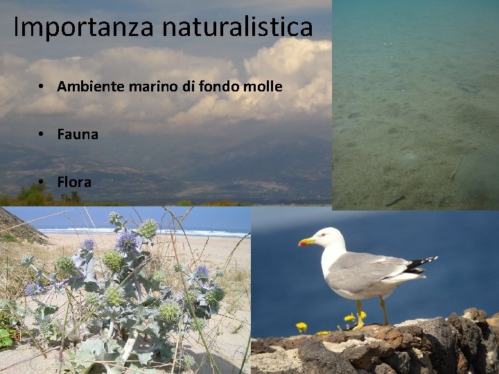 Importanza naturalistica • Ambiente marino di fondo molle • Fauna • Flora 