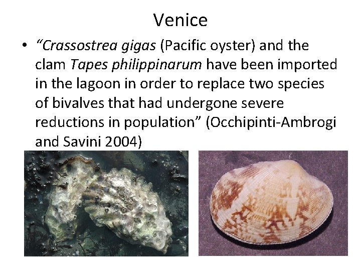Venice • “Crassostrea gigas (Pacific oyster) and the clam Tapes philippinarum have been imported