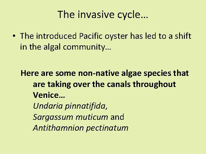 The invasive cycle… • The introduced Pacific oyster has led to a shift in