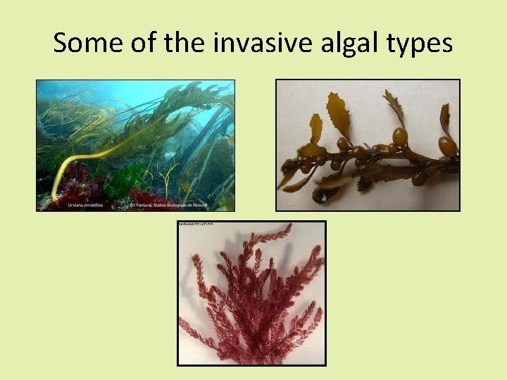 Some of the invasive algal types 