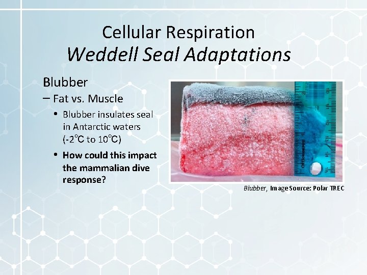 Cellular Respiration Weddell Seal Adaptations Blubber – Fat vs. Muscle • Blubber insulates seal