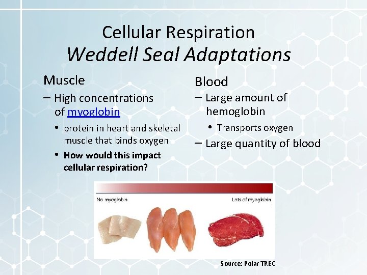 Cellular Respiration Weddell Seal Adaptations Muscle – High concentrations of myoglobin • protein in