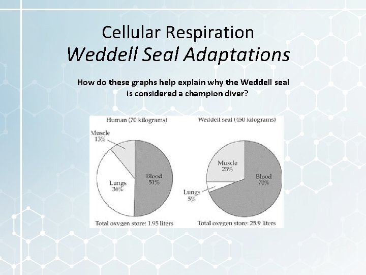 Cellular Respiration Weddell Seal Adaptations How do these graphs help explain why the Weddell