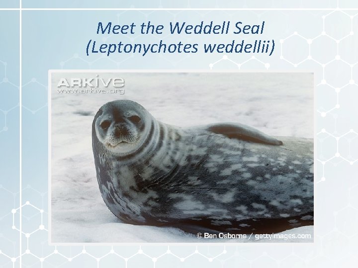Meet the Weddell Seal (Leptonychotes weddellii) 