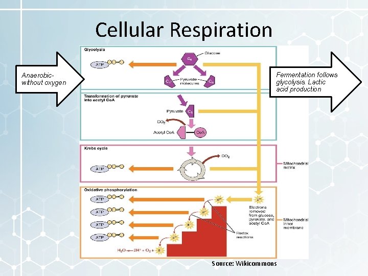 Cellular Respiration Anaerobicwithout oxygen Fermentation follows glycolysis. Lactic acid production Source: Wikicommons 
