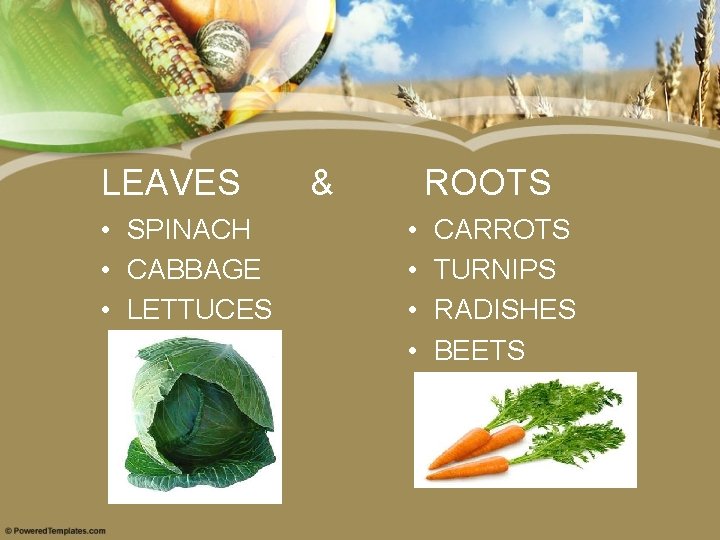 LEAVES • SPINACH • CABBAGE • LETTUCES & ROOTS • • CARROTS TURNIPS RADISHES