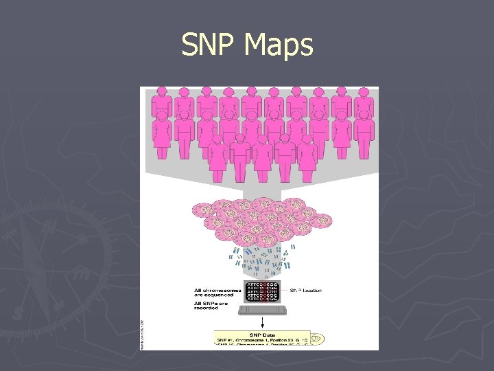SNP Maps 