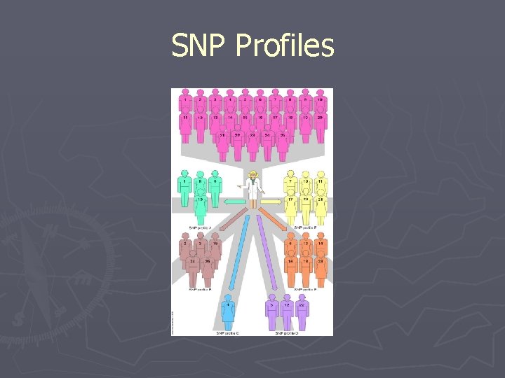 SNP Profiles 