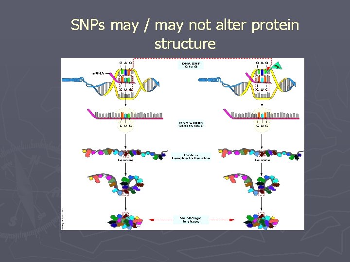 SNPs may / may not alter protein structure 