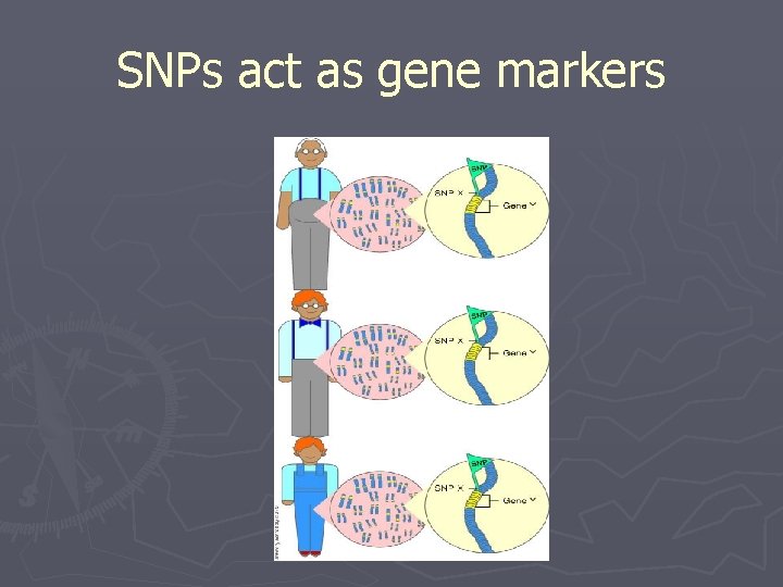 SNPs act as gene markers 