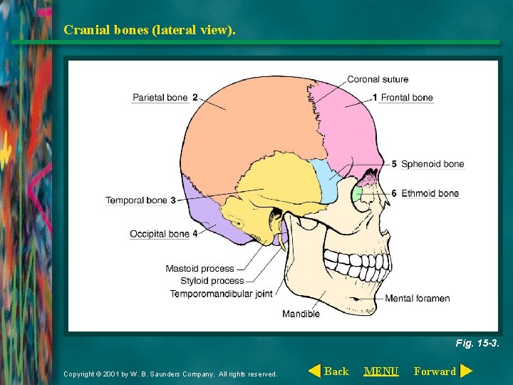 Cranial bones (lateral view). Fig. 15 -3. Copyright © 2001 by W. B. Saunders