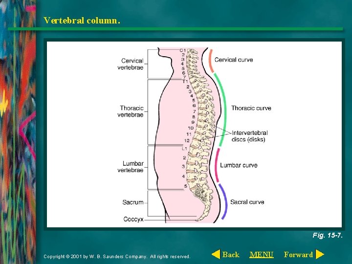 Vertebral column. Fig. 15 -7. Copyright © 2001 by W. B. Saunders Company. All