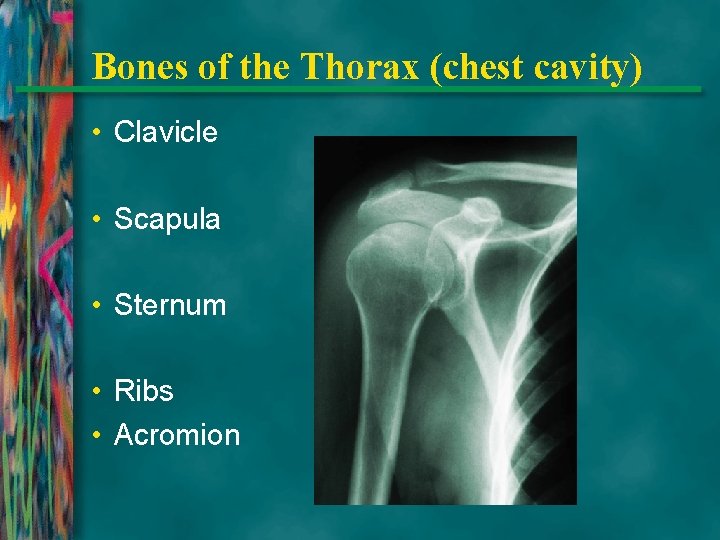 Bones of the Thorax (chest cavity) • Clavicle • Scapula • Sternum • Ribs