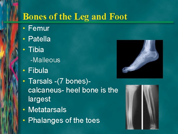 Bones of the Leg and Foot • Femur • Patella • Tibia -Malleous •