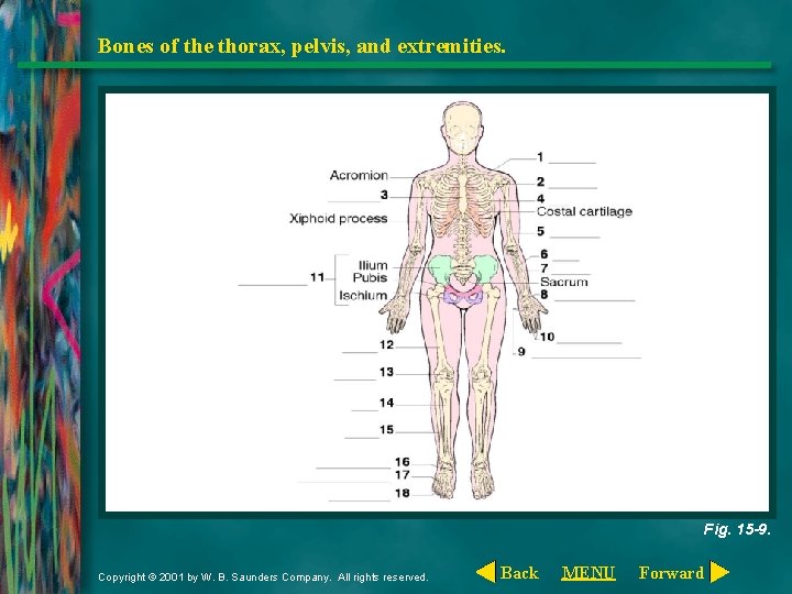Bones of the thorax, pelvis, and extremities. Fig. 15 -9. Copyright © 2001 by