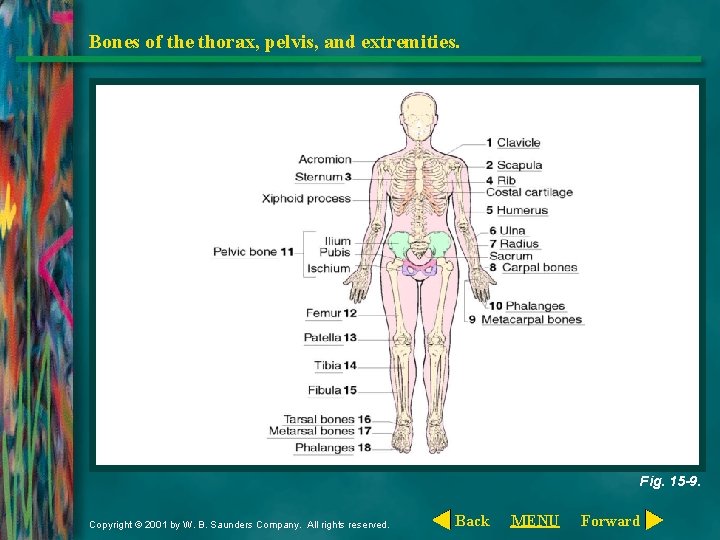 Bones of the thorax, pelvis, and extremities. Fig. 15 -9. Copyright © 2001 by